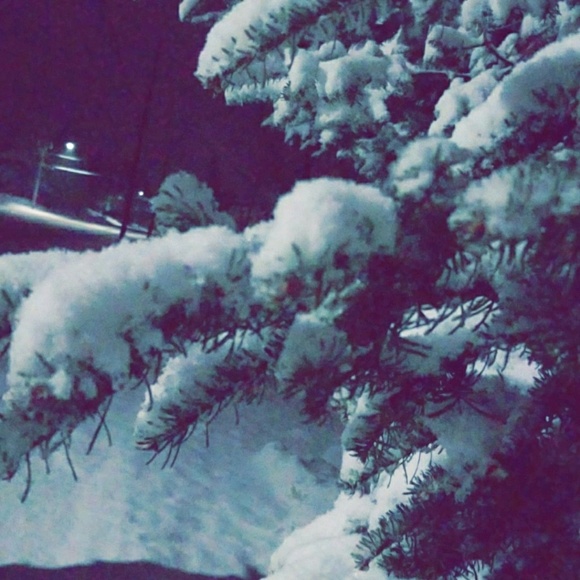 Meet your Posher, Cleo - Picture 1 of 1